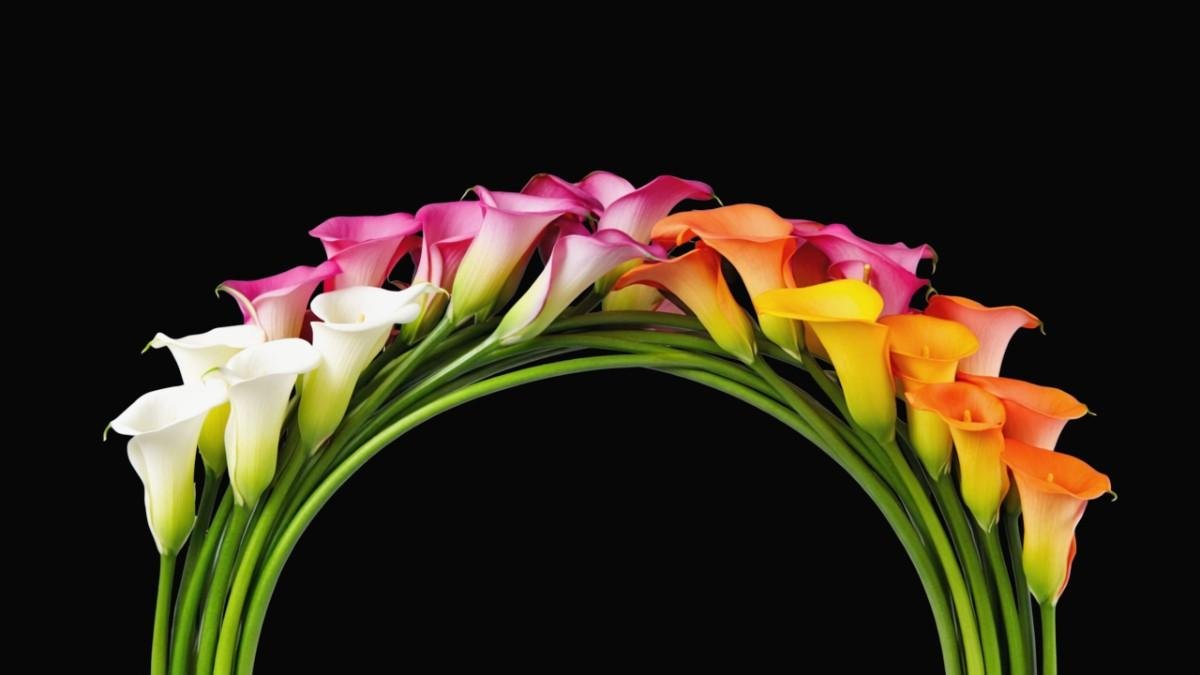 Types of Calla Lily Colors (And What They Say About You)