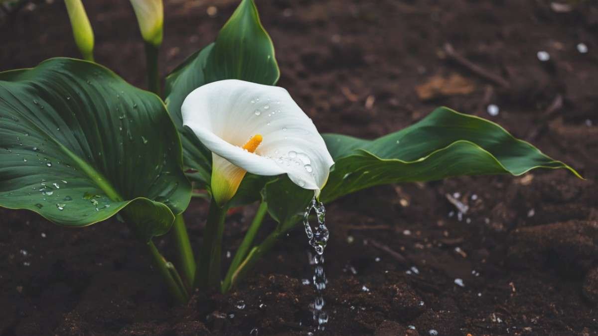 Watering The Right Kind of Attention