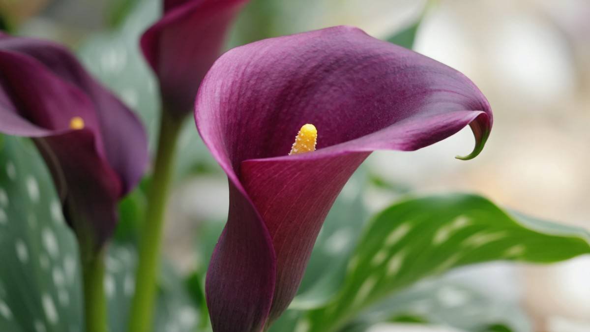 A Love Letter to Purple Petals