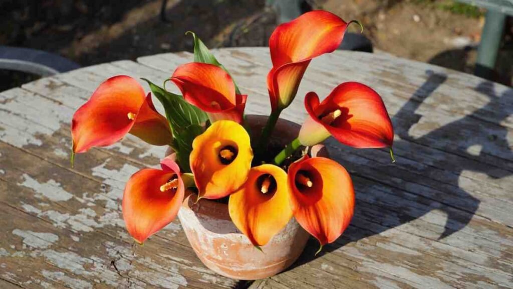 Orange The Bold and the Beautiful