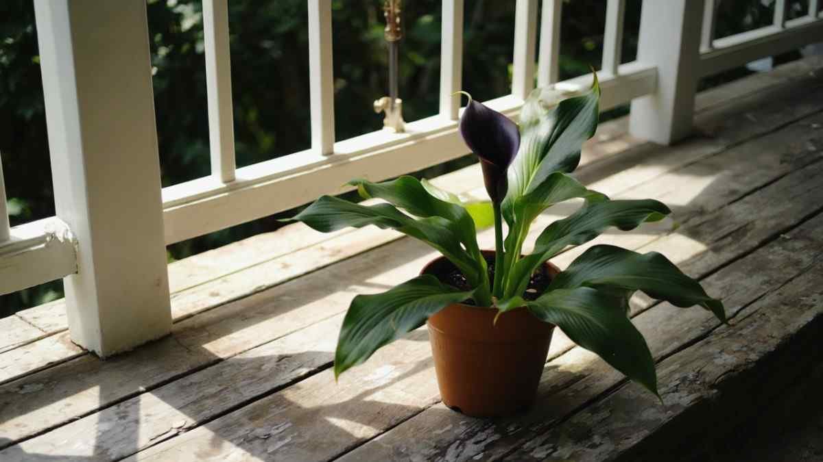 Sunlight, Shade, and Finding the Sweet Spot