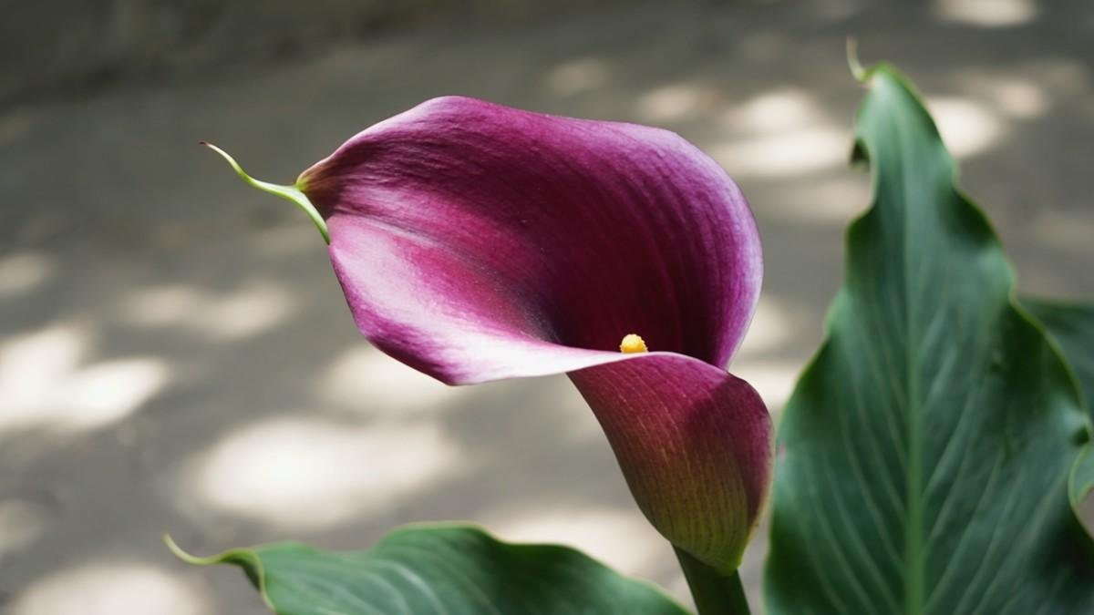 The Journey from Bulb to Beauty