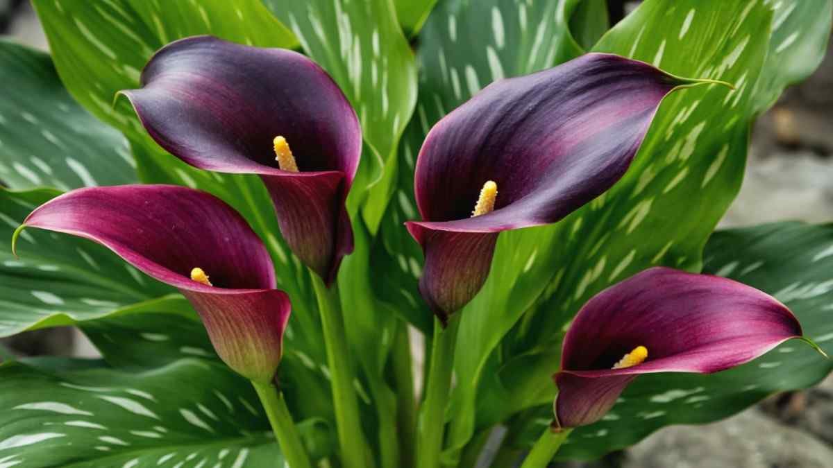 What Exactly Are Black Calla Lilies