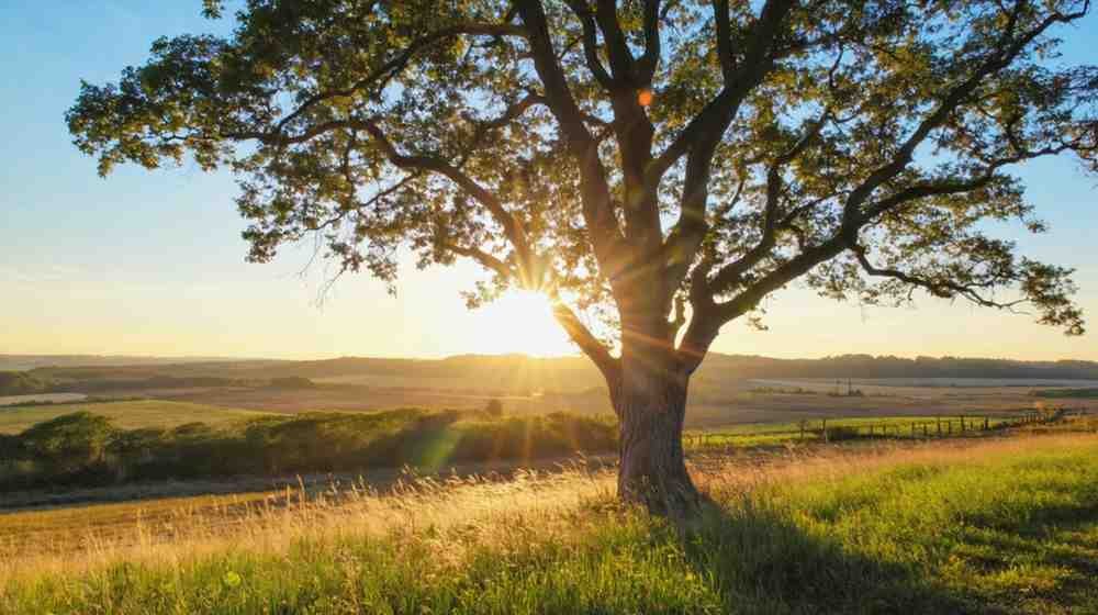 2. Silver Maple (Acer saccharinum) – The Fast & Furious