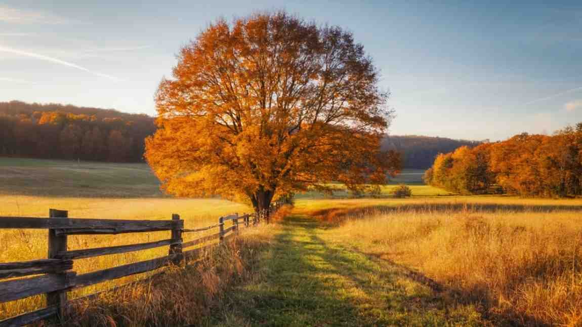 4. Sugar Maple (Acer saccharum) – The Sweetheart