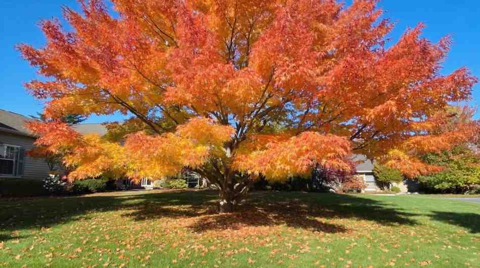 5. Autumn Blaze Maple – The Crowd Favorite