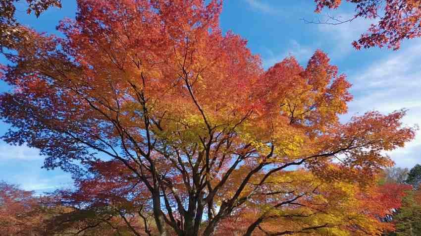 A celebration maple tree with fiery red-orange leaves brightening a backyard