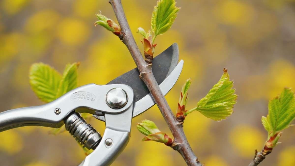 Advantages of Growing an Armstrong Gold Maple Tree