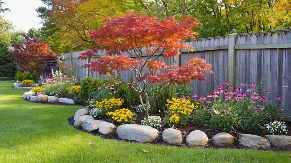 Amur maple tree with intense red foliage in a small garden.