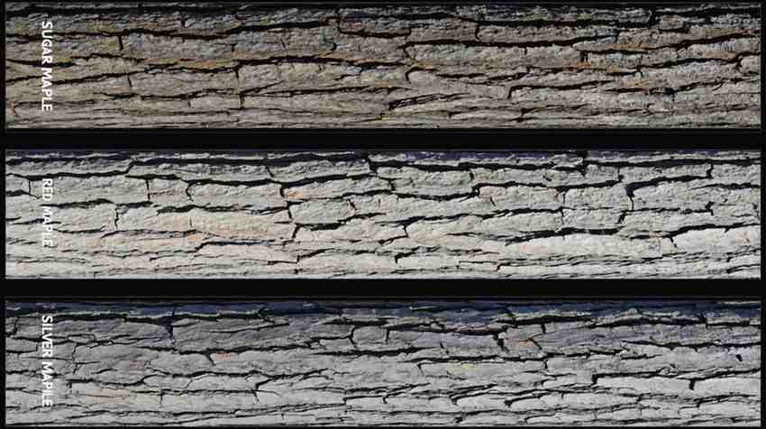 Bark 101 Wrinkles Tell the Tale