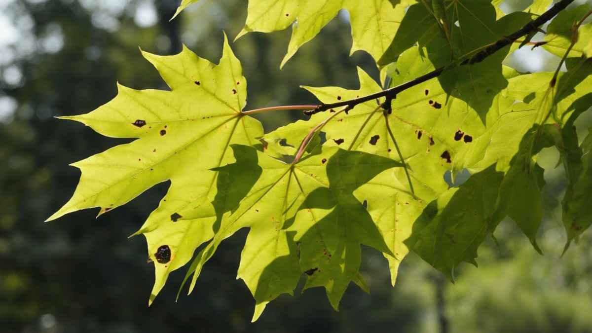 Black Spots on Maple Tree Leaves