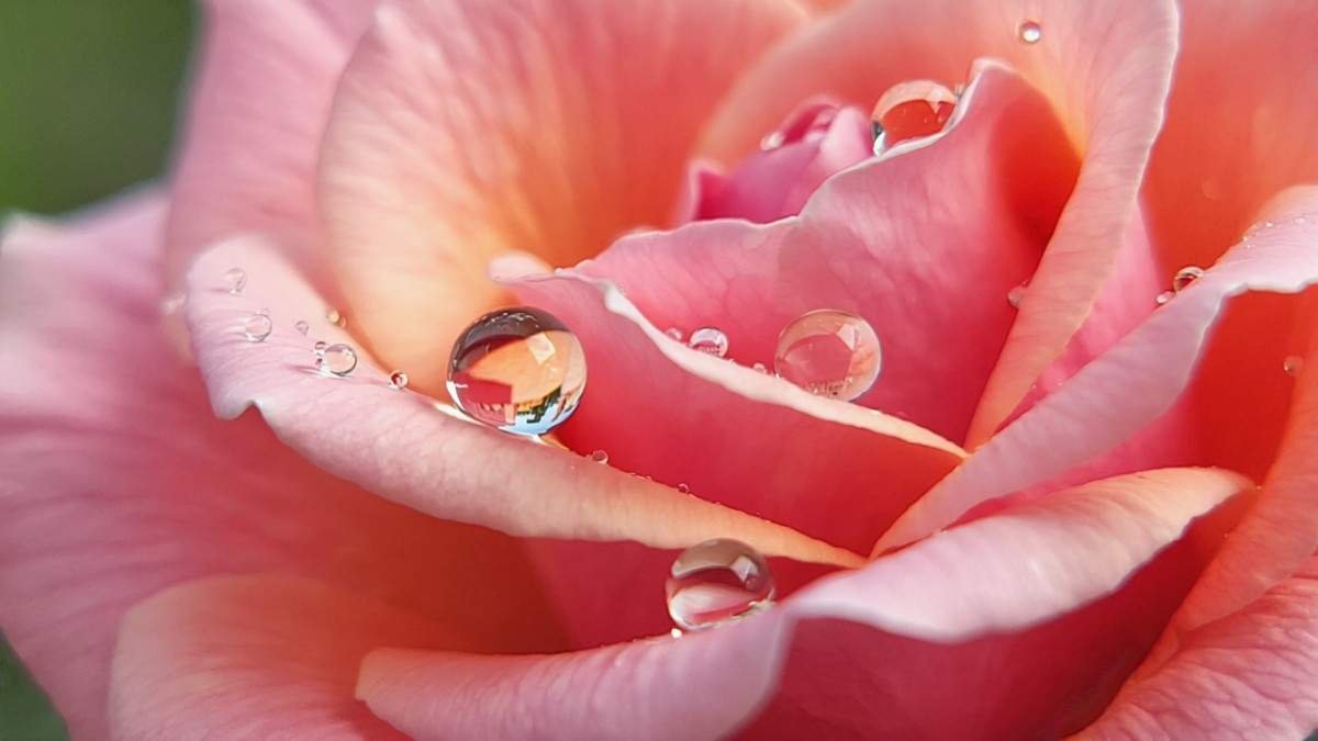 Caring for Your Secret Garden Rose – Problems & Solutions