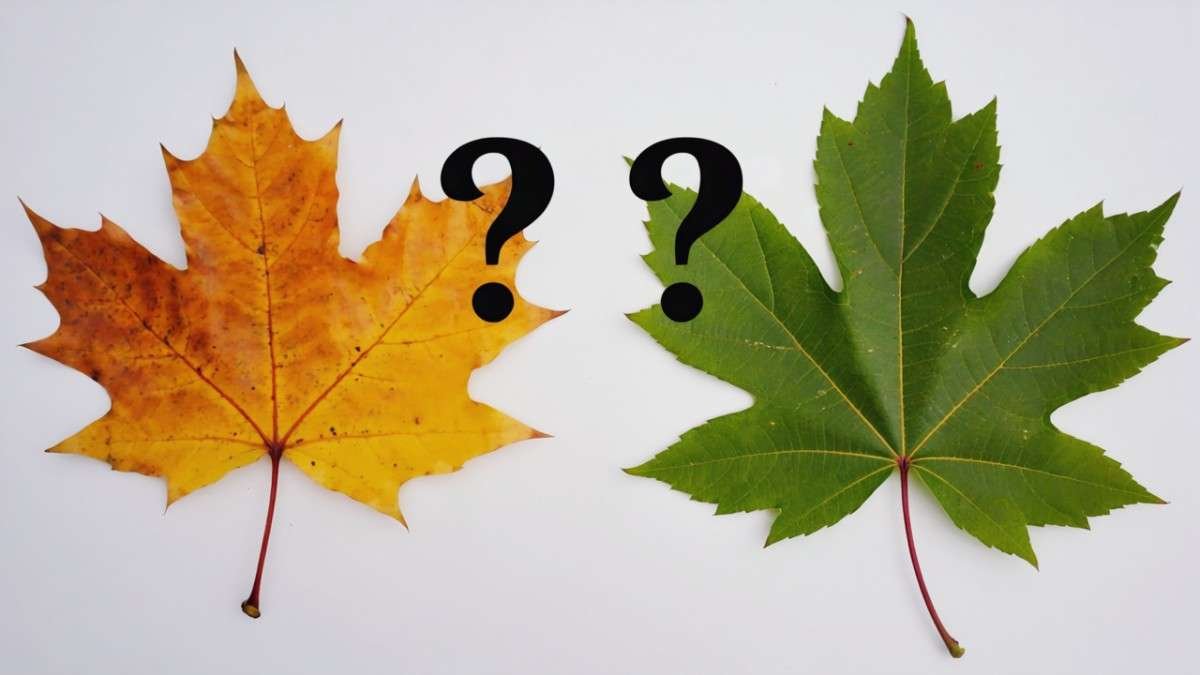 Common Problems When Identifying Maples (and Fixing Them)
