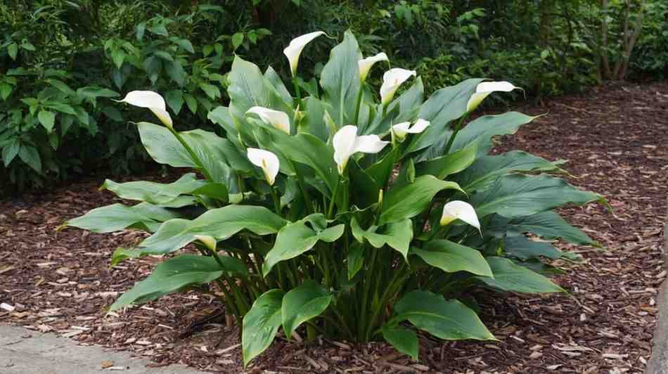 Container Trouble Pot Problems 101