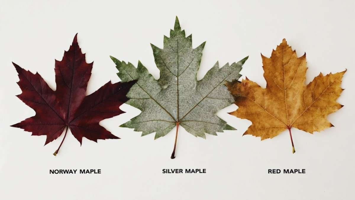 Different Types of Maple & Susceptibility