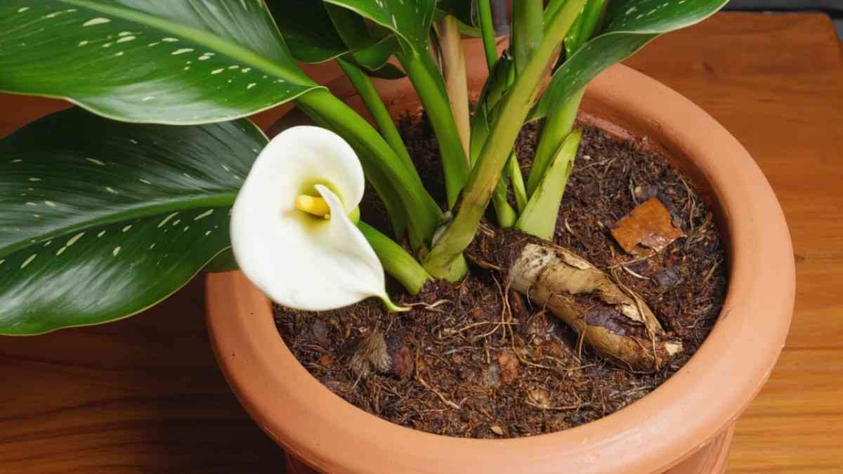 FAQs About Yellowing Calla Lily Leaves