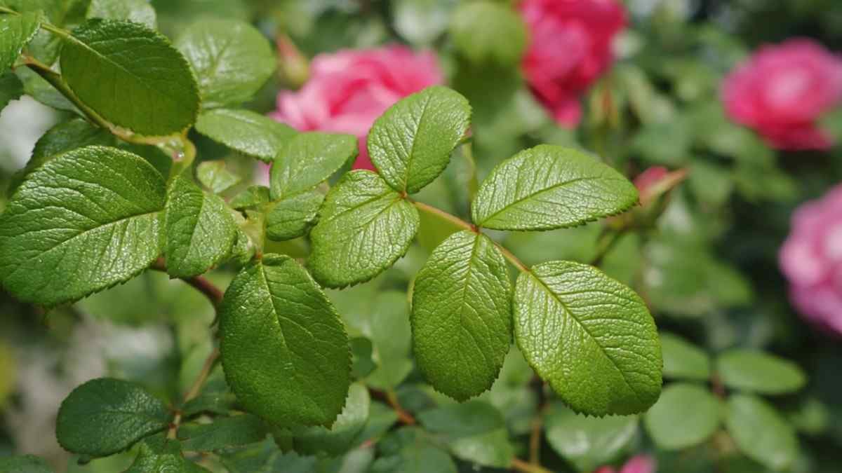 Fighting Off Pests and Diseases