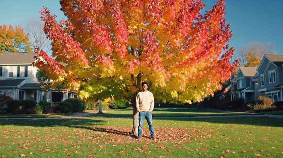 Freeman maple tree showing fall colors in a well-maintained yard.