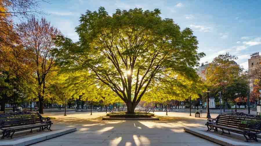 Fun Facts About the Freeman Maple Tree (To Impress at Garden Parties)