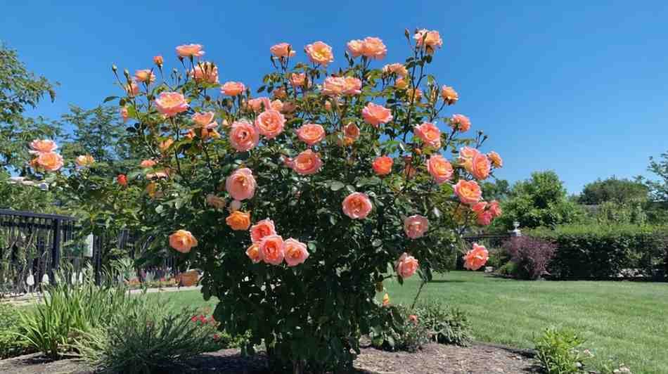 Getting to Know Your Miranda Lambert Rose