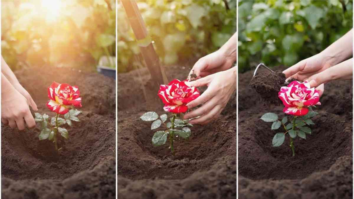 How to Grow Fire and Ice Roses