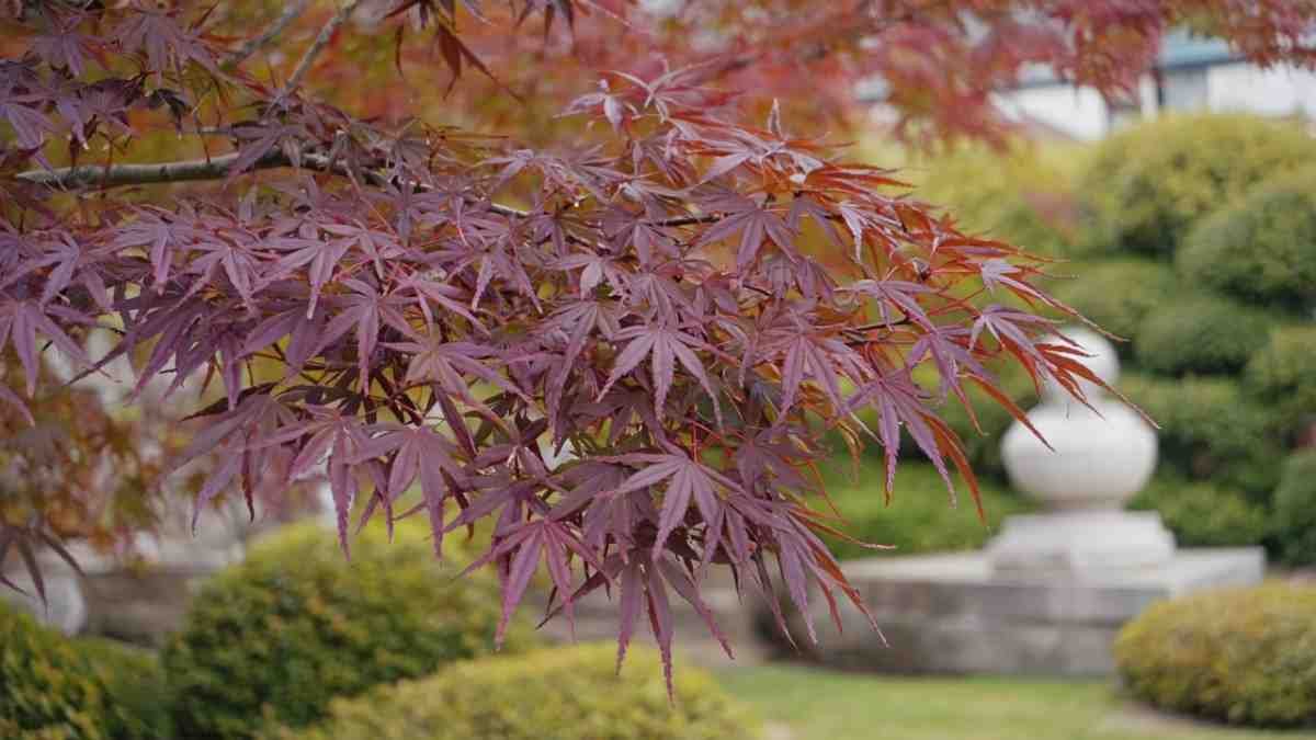Japanese Maple (Acer palmatum) – The Drama Queen