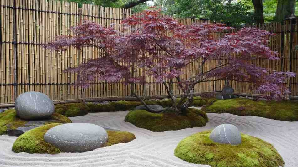 Japanese maple in Zen garden with red lace-like foliage