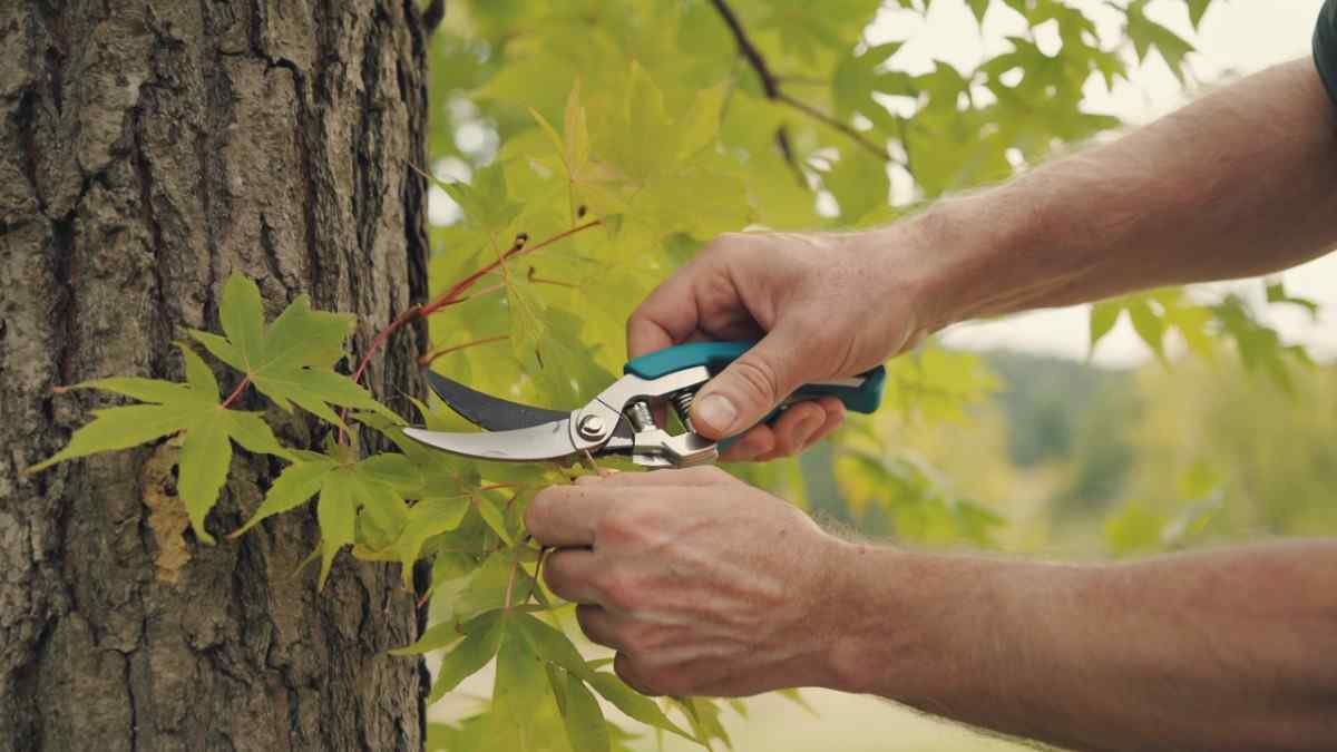Minimal maintenance pruning of a healthy celebration maple tree