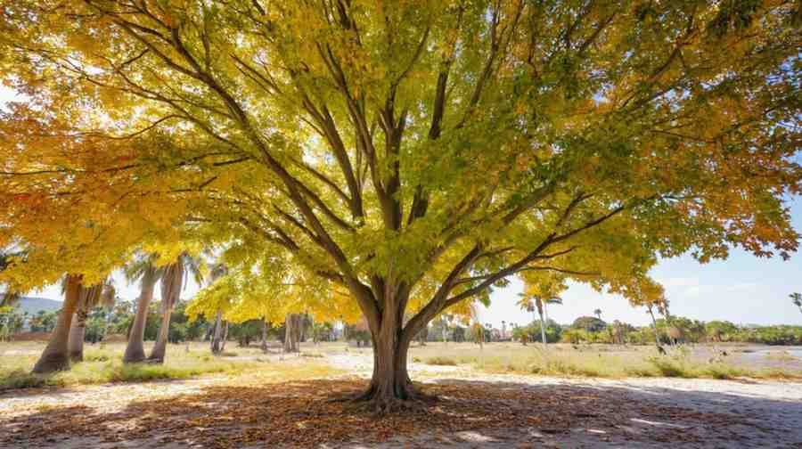 Mountain Maple (Acer spicatum) – The Quiet Climber