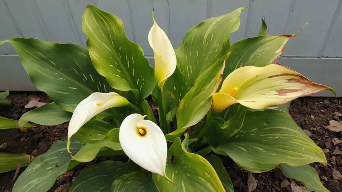 Pests The Tiny Trouble-Makers