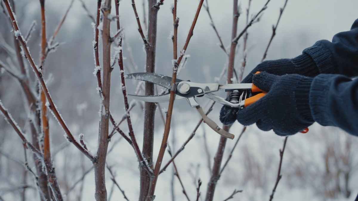Pruning Here’s When and How to Do It