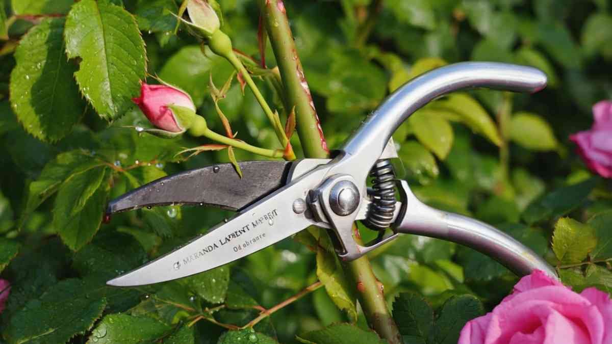 Pruning Like a Pro