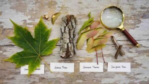 Quick Visual Checklist for Maple Tree Identification