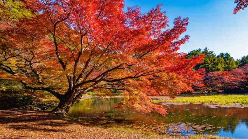 Red Maple (Acer rubrum)