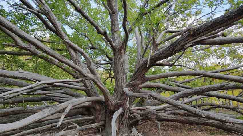 Signs Your Maple Tree Is Screaming for a Trim