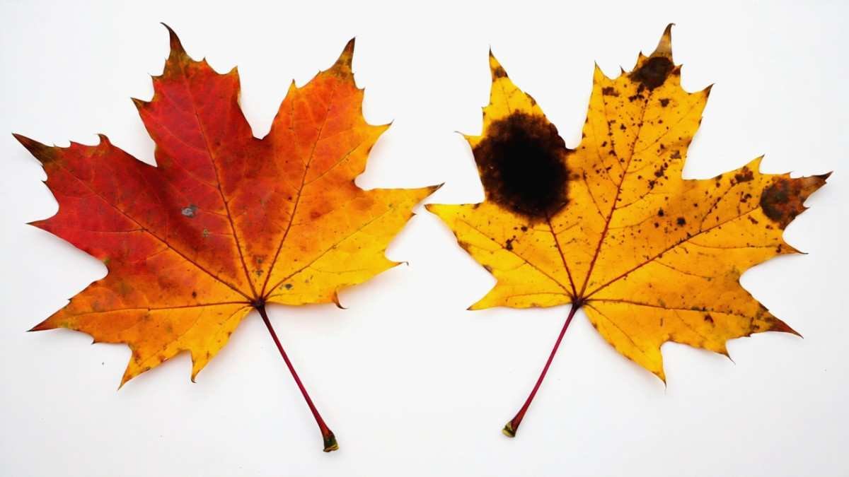 Signs You’re Dealing with Tar Spot