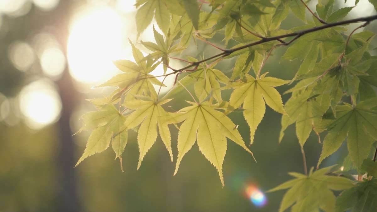 Silver Maple (Acer saccharinum)