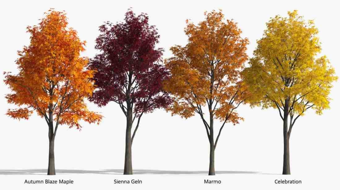 Some Popular Cultivars You Should Totally Know About