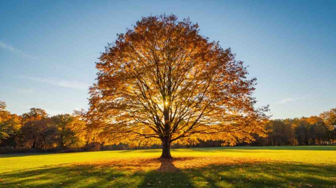 Sugar maple tree with bright orange fall leaves and deep shade.
