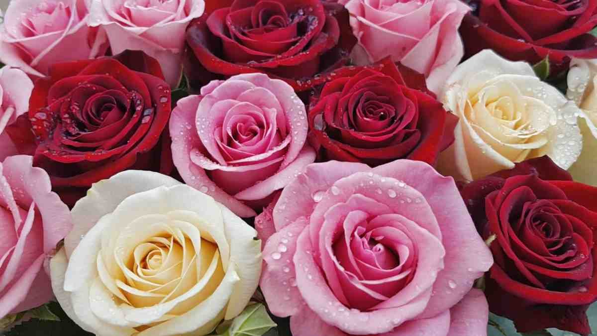 The Colors That Steal the Show