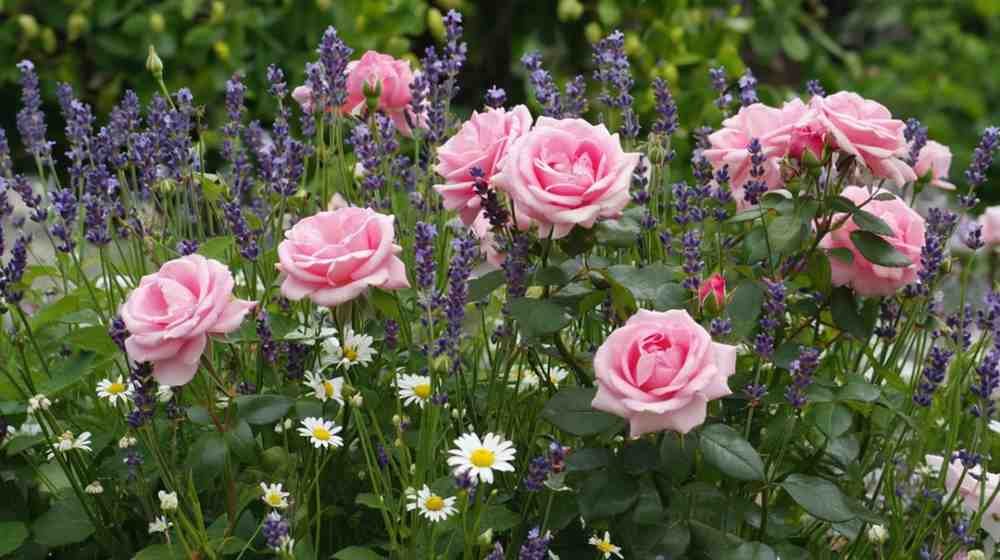 The Emotional Side of Growing This Rose