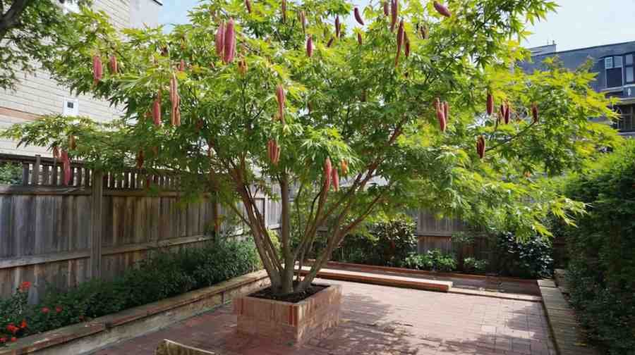 The Personality of a Hot Wings Maple Tree