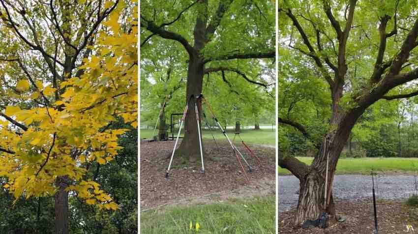 The Root of All Problems Freeman Maple Tree Issues (And Fixes!)
