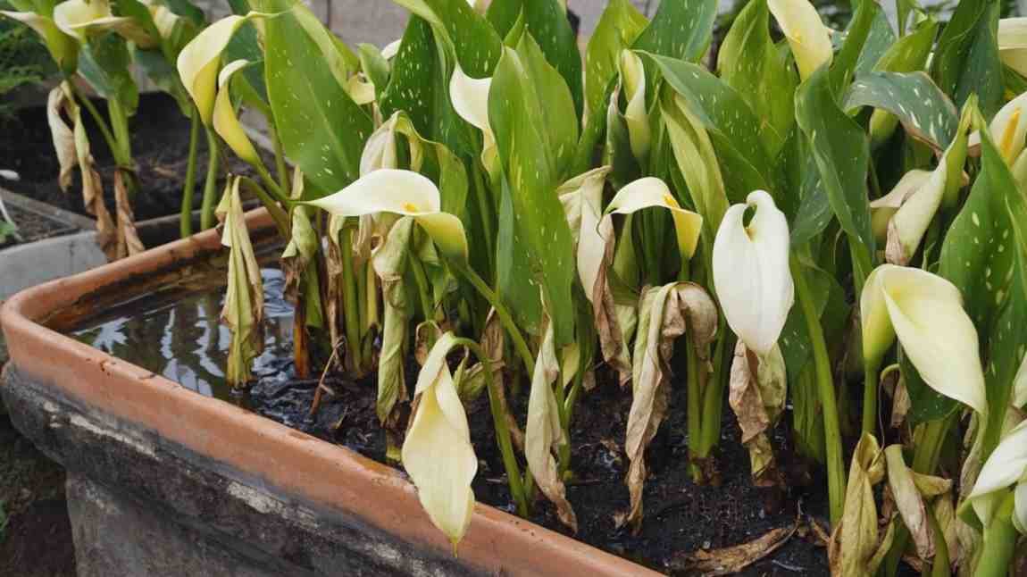 Transplant Shock Change Is Hard, Even for Lilies