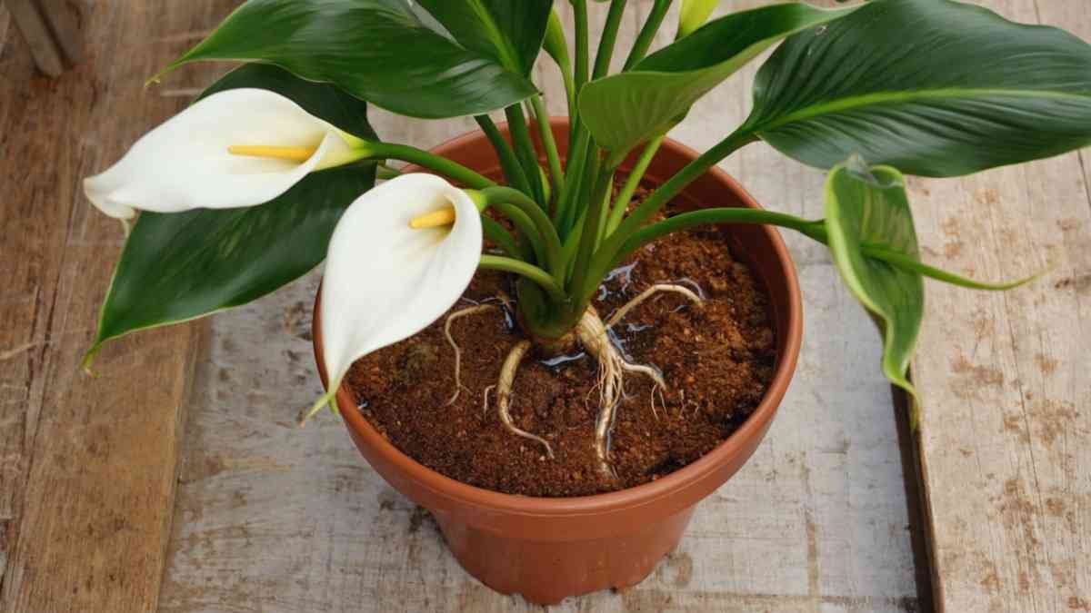 Underwatering Yes, That’s a Thing Too