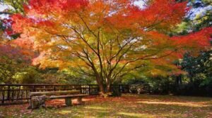 Vibrant maple tree species in fall garden with colorful foliage and cozy seating