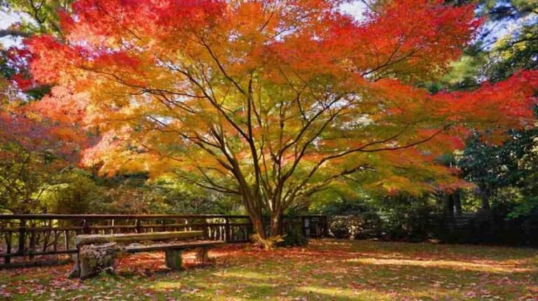 Vibrant maple tree species in fall garden with colorful foliage and cozy seating