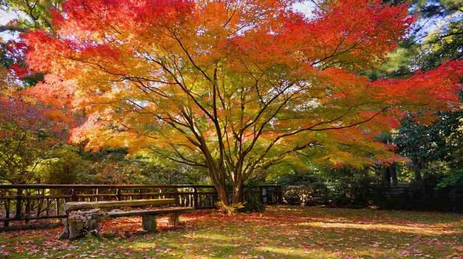 Vibrant maple tree species in fall garden with colorful foliage and cozy seating