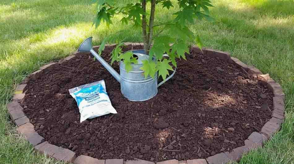 Watering, Feeding, and Loving Your Tree