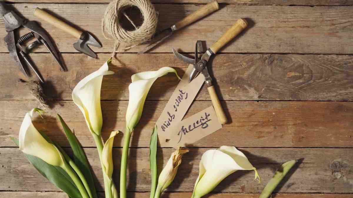 What Even Is a Nashville Calla Lily
